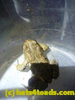 /home//u458753944/public_html/sourcegallery////////Roxborough Toad Detour/2013-2019/2013/2013-05-08/P1120370.JPG